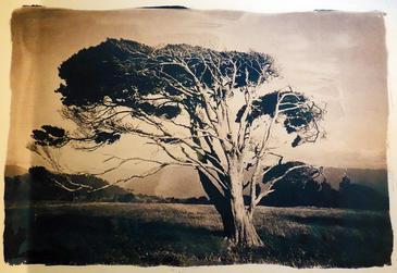 Arborescence, Cyanotype © Etienne Pierart